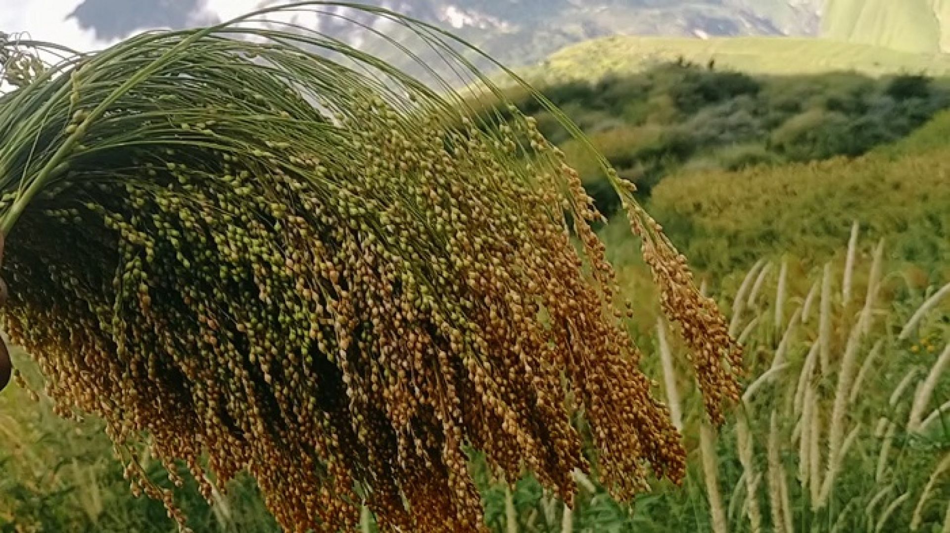 रैथाने अन्नबाली खरिद गर्दै गाउँपालिका